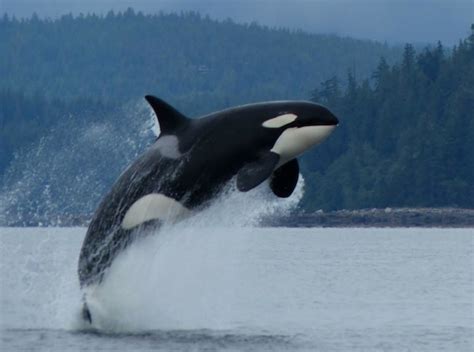 kathleen castner seaworlds orcas erin wallaces blog