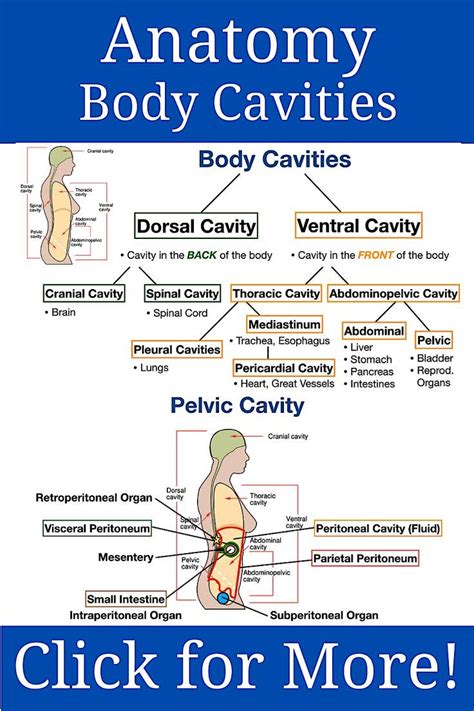 body cavities anatomy labeled diagrams study notes labeled drawings worksheet pelvic cavity