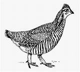Prairie Chicken Coloring Vector Clipartkey sketch template