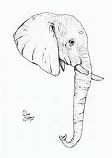 Sketch Elefant Elefantenkopf Skizze sketch template