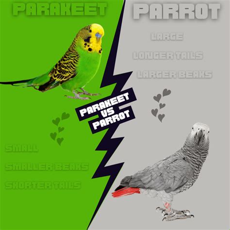 parakeet  parrot    difference  parrot  parakeet