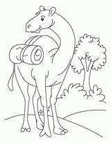 Camel Coloring Pages Drawing Se Kids Cartoon Color Printable Standing Field Funny Oo Ount Desert Caravan Library Clipart Popular Getdrawings sketch template