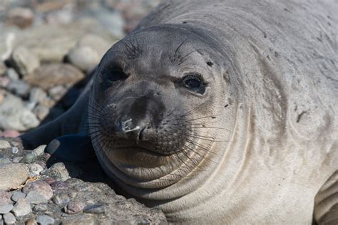 rob servations  northern elephant seal bajawhalecom