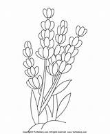 Lavender Coloring Pages Flower Color Flowers Kids Sheet Drawing Print Printable Outline Cookie Children Drawings Sketch Activities Painting Getcolorings Small sketch template