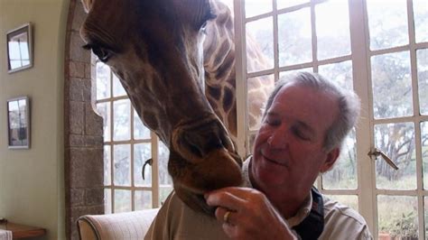 kenyan hotel sanctuary allows visitors to have breakfast with giraffes video abc news