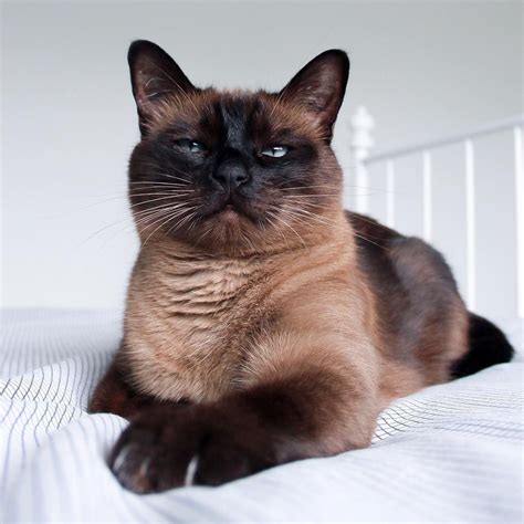 Chocolate Brown Siamese Cat On Instagram “in Case You Can’t Tell I’m