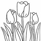 Coloring Tulips Tulip Pages Drawing Flowers Cultivated Ready Outlines Spring Line Simple Crafts Step Sketch Artistic Pencil Print Drawings Kids sketch template