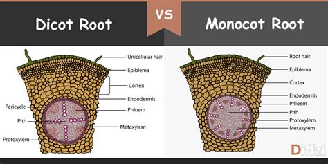 dicot root  monocot root diffzi