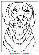 Coloring Labrador Retriever Pages Lab Yellow Getcolorings Printable Color Getdrawings Print Colorings sketch template
