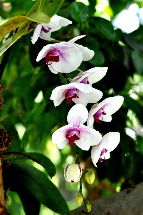 orchids orchids  adapted   life   amazon ra flickr