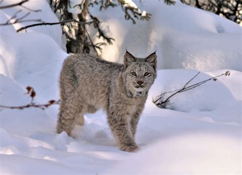 usfws  lynx behavior  alaskacanada