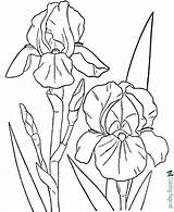 Coloring Flower Flowers Pages Printable Kids sketch template