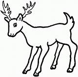 Coloring Pages Doe Buck Popular Deer sketch template
