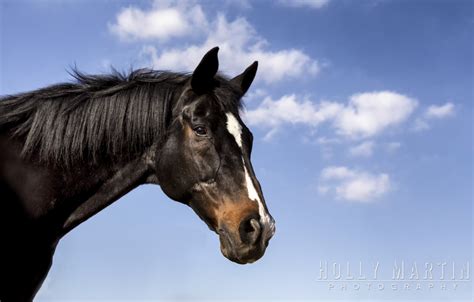 professional horse  equine photography  southern california