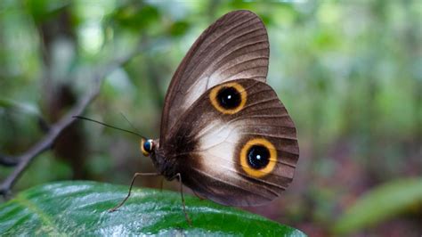 nus discovery butterfly eyespots reuse gene regulatory network