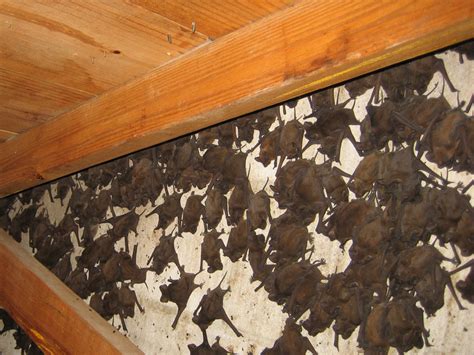 bat photograph    bats   attic