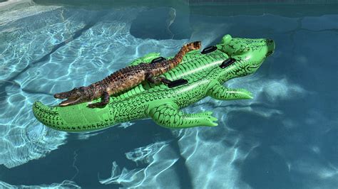 chillin gator alligator found relaxing on gator raft in