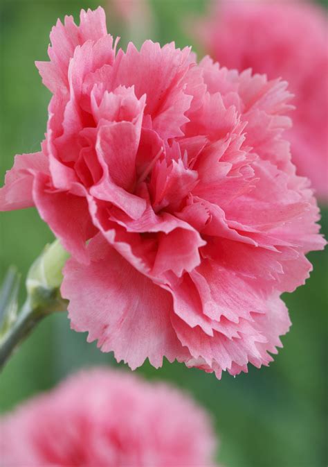 beautiful carnation flower
