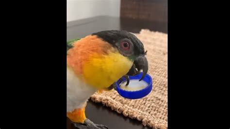 parrot drinking juice   bottle cap youtube