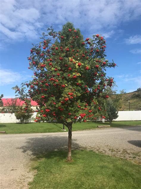 mountain ash  spectacular bow valley freedom