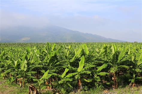 banana farm stock image image  field agriculture