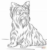 Terrier Yorkie Ausmalbilder Hunde Pies Kolorowanki Colorare Coloriage Fluffy Perros Ausmalen Kolorowanka Cachorros Terriers Ausmalbild Terier Ausdrucken Cani Miniaturowy Hund sketch template