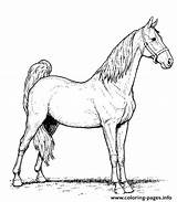 Coloring Arabian Horse Wild Pages Printable sketch template
