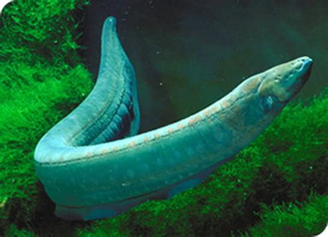 electric eel animal wildlife