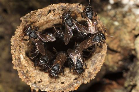 entrada de nido de scaptotrigona mexicana abejas y melitólogos e