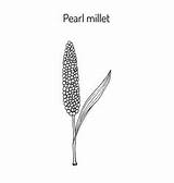 Millet Vector Pennisetum Glaucum Pearl Crop Cereal Vectors Ears Stem Leaves Green sketch template