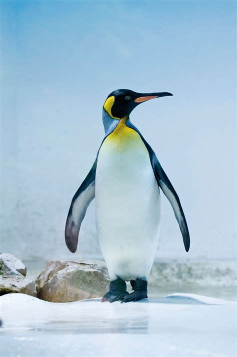 foto pinguin esero