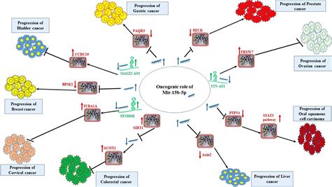 frontiers  comprehensive review  function  mir  p  malignant   malignant