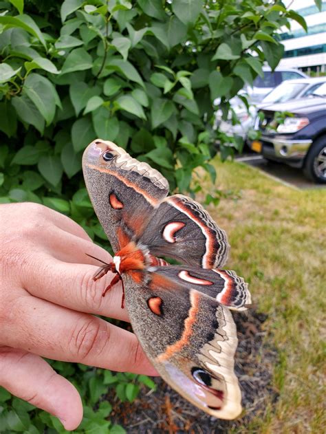 badass cecropia moth largest moth  north america rpics