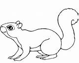 Coloring Squirrel Pages Printable Kids Drawing Outline Baby Print Line Squirrels Color Colouring Sheets Book Drawings Getdrawings Animal Getcolorings Gray sketch template