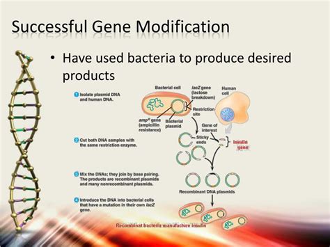 Ppt Gene And Antisense Therapy Powerpoint Presentation Free Download