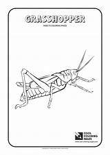Coloring Grasshopper Pages Cool Clipart Insects Print Color Library Popular Book sketch template