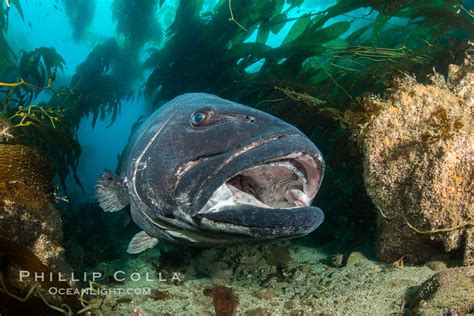 Giant Black Sea Bass Catalina Island Stereolepis Gigas Photo California