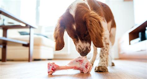 dog raw hamburger meat keepingdog