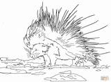 Porcupine Coloring Pages Cape Porcupines Drawing Printable Designlooter Click 1200px 22kb 1600 Colorings Drawings Supercoloring Categories sketch template