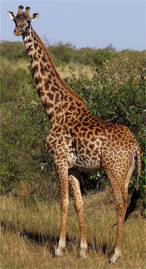 representative adult female masai giraffe giraffa camelopardalis