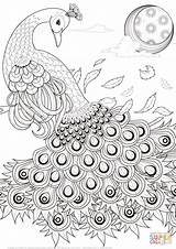 Peacock Coloring Pages Drawing Peacocks Adult Printable Para Graceful Colorear Feathers Animals Animal Supercoloring Colouring Bird Getdrawings Print Pattern Sheets sketch template
