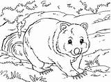 Wombat Coloring Pages Coloringpages4u sketch template