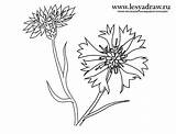 Cornflower Drawing Drawings Flower sketch template
