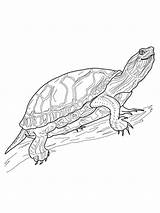 Turtle Painted Pages Western Coloring Turtles Printable Drawing Colouring Supercoloring Color Tortoise Sketch Sea Drawings Terrapin Painting Sheets Print Online sketch template