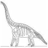 Brachiosaurus Coloring Outline Skeleton Dinosaurus sketch template