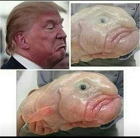 image  kebra presley   funny funny trump memes crazy funny memes blobfish