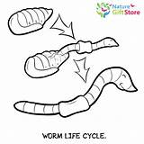 Earthworms Worm Earthworm sketch template