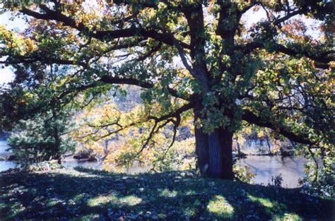 big oak tree