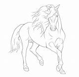 Horse Coloring Drawings Pages Rearing Friesian Google Akhal Teke Drawing Color Line Colouring Tack Gaited Lineart Sketch Choose Board Horses sketch template
