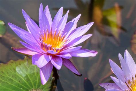 36 Different Types Of Lotus Flowers